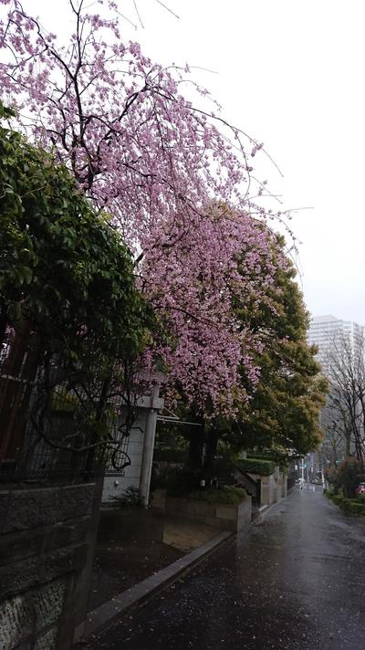 しだれ桜.JPG