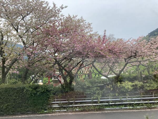 桜.JPEG