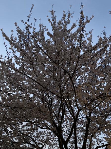 見上げた満開桜.JPEG