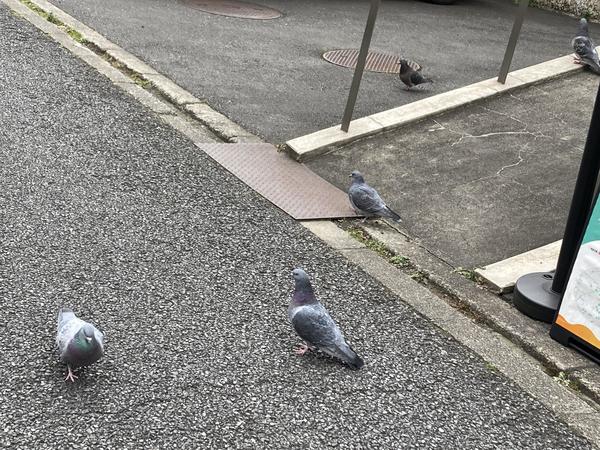 鳩.JPEG