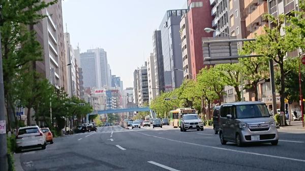 街路樹.JPG