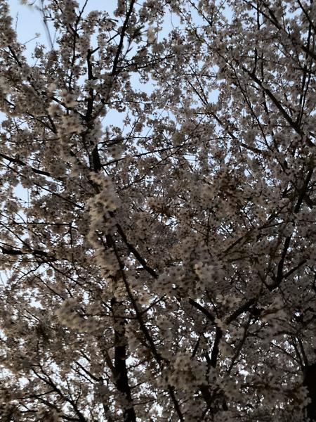 見上げた桜１.JPEG
